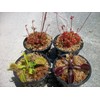 4 Different Carnivorous Plants