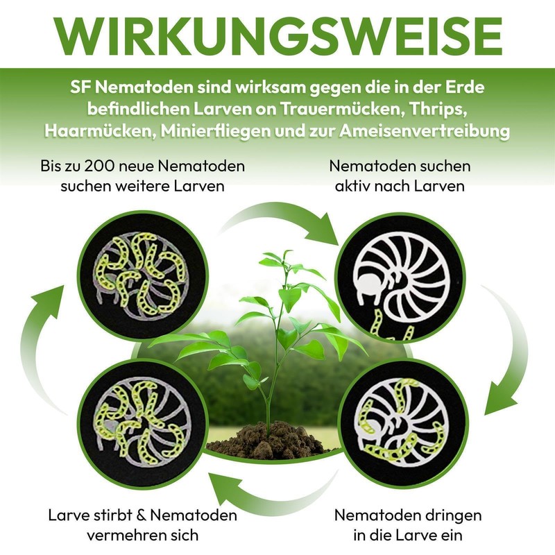 SF nematodes for controlling fungus gnats, thrips and other pests
