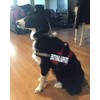 Doggie Stylz Emotional Support Dog Vest with 2 Free Hook