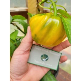 California Sunshine Bright Golden BELL PEPPER 25-Seeds Organically Grown Unique