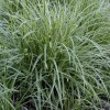 My Store Carex marrowii 'Ice Dance' Variegated Sedge Shade Grass