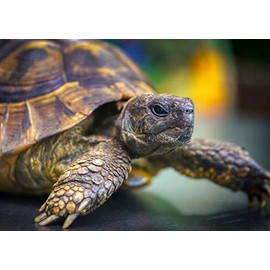 Tortoise Blank Greeting Card - Landscape