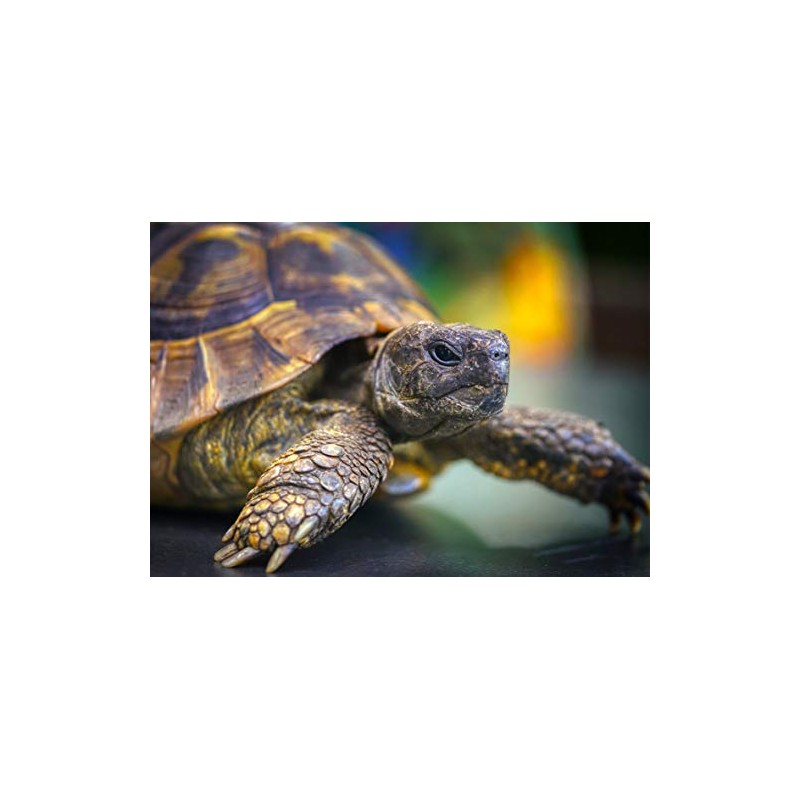 Tortoise Blank Greeting Card - Landscape
