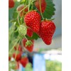 Strawberry Evie-2 Bare Root Plants 25 Count - Ever Bearing