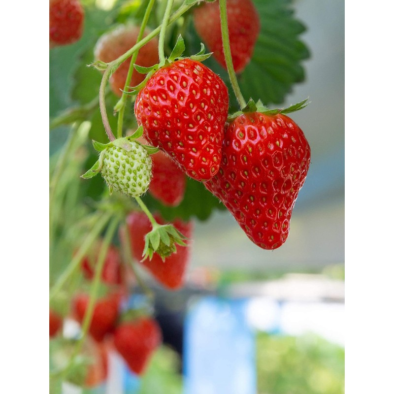 Strawberry Evie-2 Bare Root Plants 25 Count - Ever Bearing