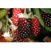 Boysenberry Plant – Live Boysenberry Plant