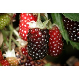 Boysenberry Plant – Live Boysenberry Plant
