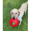 Jolly Pets Teaser Ball Dog Toy, Medium/6 Inches, Red