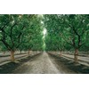 Nichols Farms Roasted Salted In-Shell Pistachios 3lb