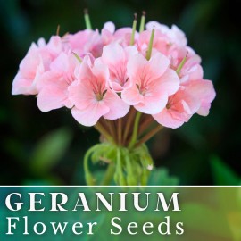 Fresh 100+ Geranium Seeds -Coral Quartz- Fragrant - Fresh Flower Seeds Non GMO - 100 Seeds
