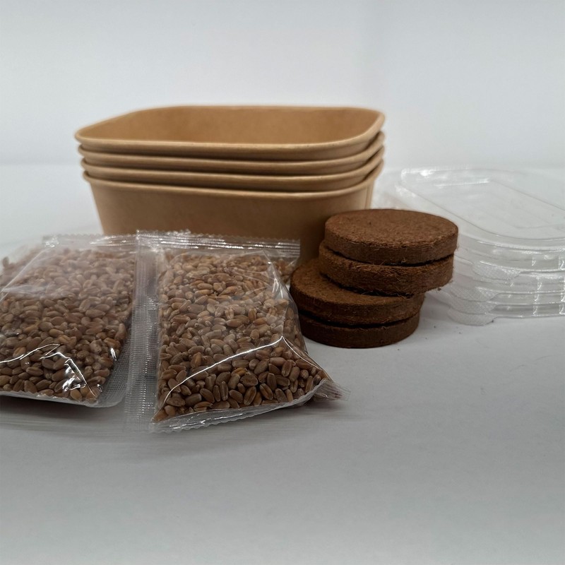 Organic Wheatgrass Premium Grow Kit 4 Pack | Whetagrass Juice