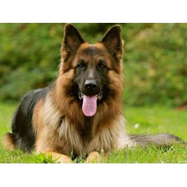 QAZWSX Diamond Painting German Shepherd Kit for Adults Full Drill Diamond Art Painting by Number Kits Gem Art Wall Home Decor 12 x16 inch