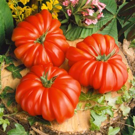 Rosso Sicilian Tomato Seeds - 4 Oz ~27200 Seeds - Non-GMO, Heirloom - Vegetable Garden - Solanum lycopersicum