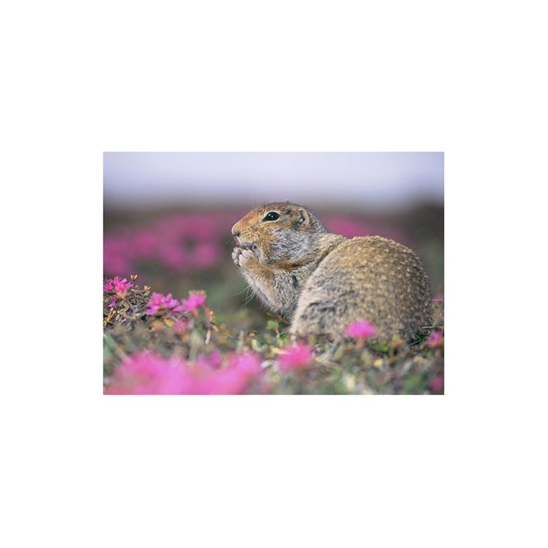 Expeditionen ins Tierreich - Abenteuer Yukon [2 DVDs]