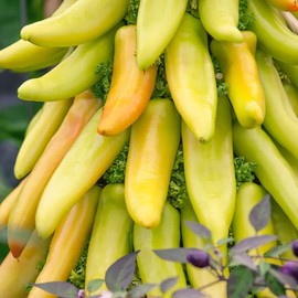 Park Seed Variety of Hot Chili Pepper Plant Seeds, Easy to Grow, Perfect for Spring Garden, Mexican Sunrise F1, Pack of 15