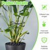Pack of 4 Plant Holders, Shrub Holders, Black, Reusable Plant