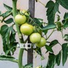200 Durable Plant Support Clips for Your Garden Needs