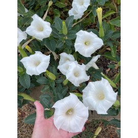 Born2Bloom Bag of Seeds .015 Oz. Moon Flower Shrub White Datura Metel Inoxia Night Blooming