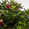 Encore Azalea Autumn Bonfire (1 Gallon) Red Flowering Shrub -