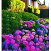 Nygardenia 25pcs Blue Pink Purple Hydrangea - Beautiful and Hardy