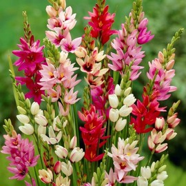 Votaniki African Corn Lily Mix Bulbs - Long Blooming and Easy to Grow, Ixia Mixed Bulbs for Planting - Perennial Lily Flower | Unique and Showy Flowers for Borders, Beds and Cut Flower (24 Pack)
