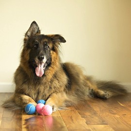 Midlee Happy Birthday Dog Tennis Balls