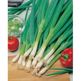 3500+ Long Green Scallion Seeds for Planting, Bunching Long Green Onion Seeds, Non-GMO Organic Heirloom Scallion Seeds