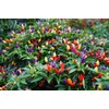CEMEHA SEEDS - Indoor Masquerade Ornamental Pepper Mix for Pots