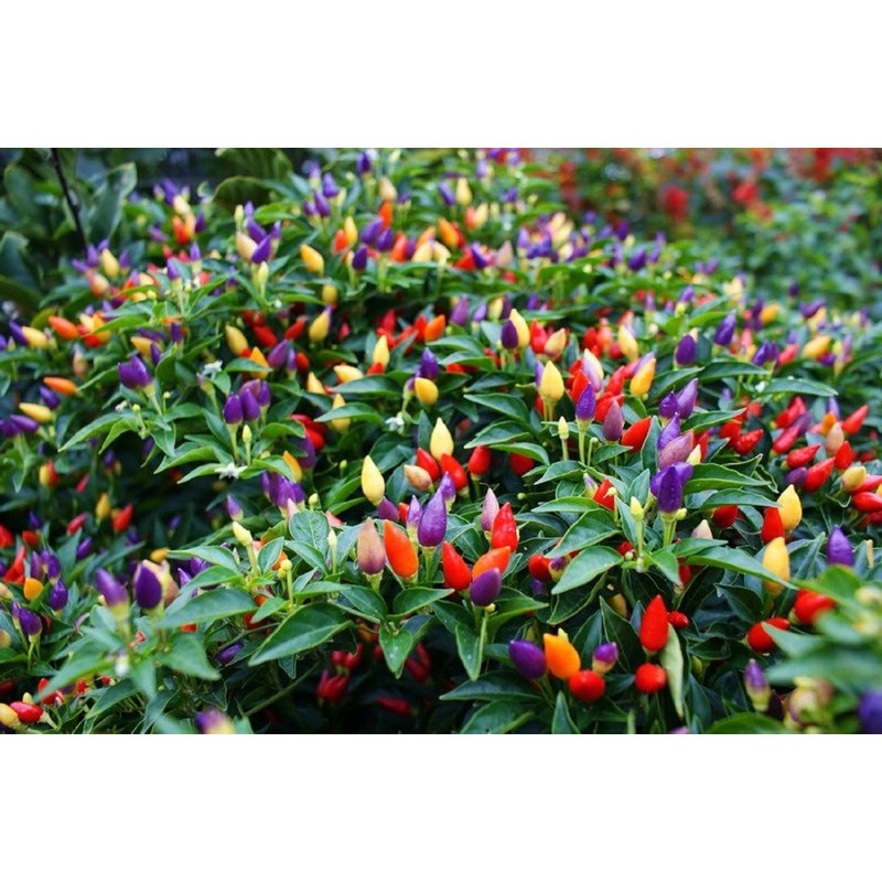 CEMEHA SEEDS - Indoor Masquerade Ornamental Pepper Mix for Pots