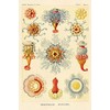 Haeckel Nature Illustrations: Siphoneae Hydrozoa by Ernst Haeckel -