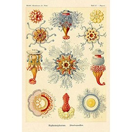 Haeckel Nature Illustrations: Siphoneae Hydrozoa by Ernst Haeckel -