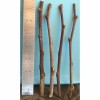 For Root Stock T582D (4) Sour Jujube Thin Cutting Rootstock