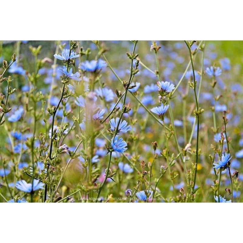 Little Seeds Store 1000+CHICORY Flower Seed Organic Natural Herbal Tea