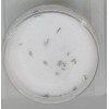 STARLA Sales Lavanda Pedicure Esencias Y Flores Naturales 500gr.