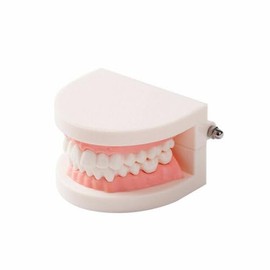 Dental Demonstration Teaching Tooth Model Standard Typodont for Kids Teaching and Patient Education
