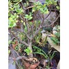 Large Jade Plant, at Least 1/2 inch Thick, Rooted, at