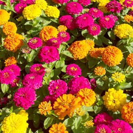 Seflore Zinnia Seeds for Planting Outdoors/Indoors, 3000 Zinnia Flower Seeds, Non-GMO Heirloom Annual Flowers to Attract Butterflies & Other Pollinators, Mixed Color