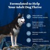 Blue Buffalo Wilderness Adult High-Protein Dry Dog Food with Real