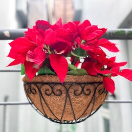 LaLaGreen Outdoor Wall Planters (14 Inch) Black Metal Wall Mounted Hanging Basket with Coco Liner, Semi-Circle Flower Pot Plant Holder for Fence Fence Railing Deck Porch Balcony French Garden Decor