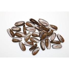 150- Natural Black Olive Seashells for Crafts, Precision Top Cut Seashells, Beach Art, Sailors Valentines,Frame-It Crafts, CS-102