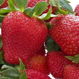 20 Honeoye Strawberry Fruit Plants - INCREDIBLY SWEET BERRY! - (20 Bare Root Plants for $18.95+6.99 shipping) Zone 3-8. Organic grown in USA.