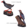 Carolata Yanbaru Biological Box (3D Picture Book), Birds, Insects, Reptiles,