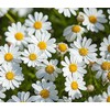 4500 Seeds - Shasta Daisy - Silver Princess - Perennial,