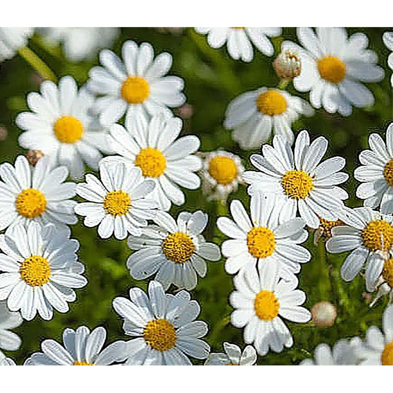 4500 Seeds - Shasta Daisy - Silver Princess - Perennial,