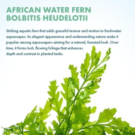 SubstrateSource Live Plants - African Water Fern (Bolbitis heudelotii) - Slow-Growing, Epiphytic Fern with Lacy Fronds for Background to Midground Aquascaping, Low-Light Freshwater Aquarium - Pot
