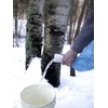 Maple Syrup Tapping Kit Trial Size with EZ Sap Sack