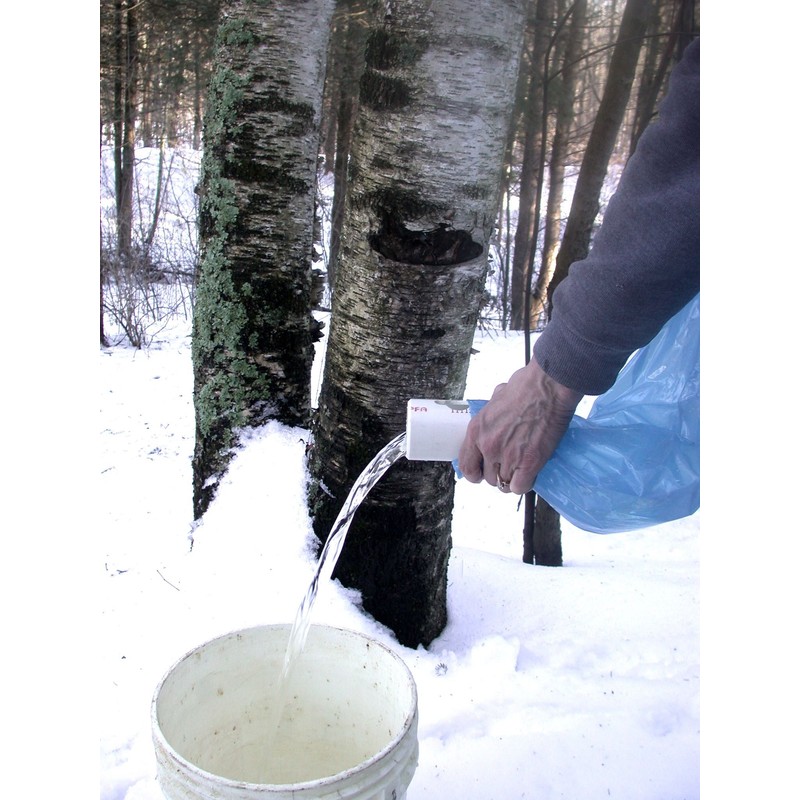 Maple Syrup Tapping Kit Trial Size with EZ Sap Sack
