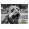 Lurcher Birthday Card