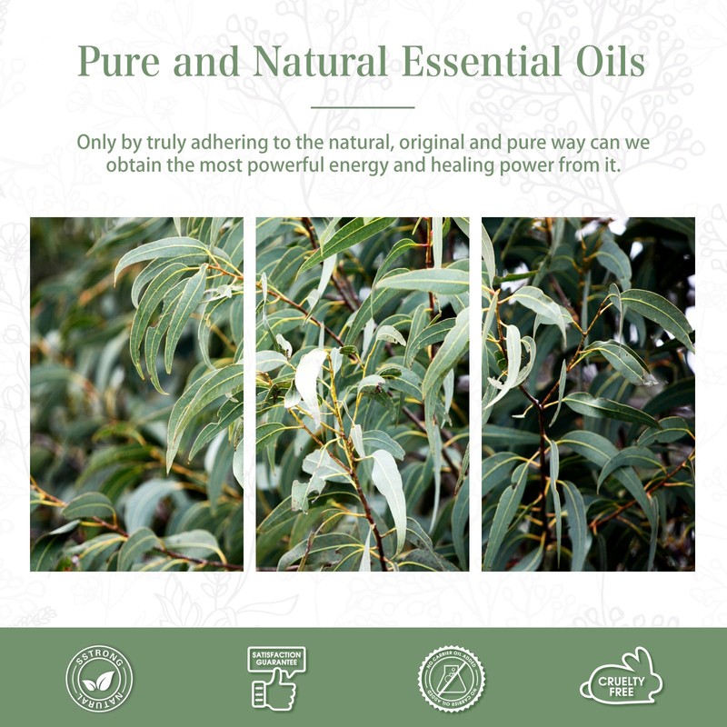 PHATOIL Aroma Oil Eucalyptus Essential Oil 100 ml Aroma Oil