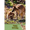 Kangaroo Birthday Card